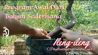 Program awal bonsai ileng ileng Phyllanthus reticulatus poir  Cara program bonsai mangsian [upl. by Mirella]