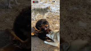 Tibetan Mastiff Dog Playing with Wolfs viral shorts [upl. by Otnicaj715]