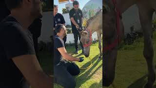 quotHow pitiful the horse lying outside in the 42degree heatquothorse horsehelp rescue [upl. by Brothers178]