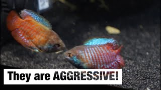 Aggressive gourami behavior [upl. by Sonitnatsnoc195]