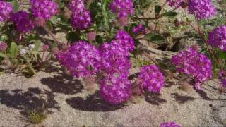 Super Bloom  Anza Borrego [upl. by Assiren171]