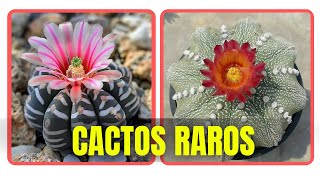 27 ESPÉCIES DE CACTOS PARA IDENTIFICAÇÃO CACTOS RAROS [upl. by Hgalehs]