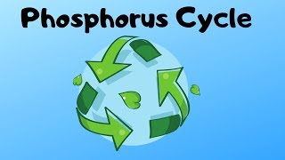 Phosphorus Cycle Steps [upl. by Trescha244]