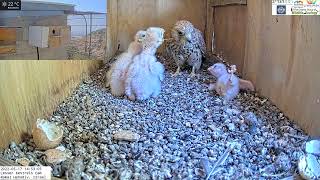 The smallest lesser kestrel nestling take a tumble trying to get fed [upl. by Rezal]