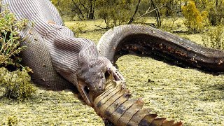 Extreme fight Crocodile vs Snake Wild Animals Attack [upl. by Llenoj]