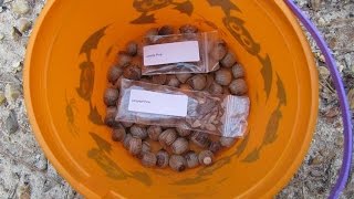 Conservation planting loblolly and longleaf pine tree seeds [upl. by Honey]