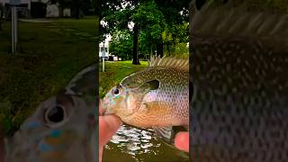 BEAUTIFUL Longear Sunfish Catch On Live Worms 🎣🎣🎣 Shorts Fishing [upl. by Ahseila]