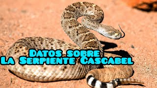 Datos curiosos sobre la Serpiente de cascabel [upl. by Esiouqrut992]