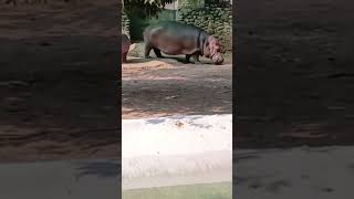 zoo vlog school animals 🥰🥰🥰🥰🌹🌹🌺🌺🌺💐🤝🤝👍 [upl. by Scheer683]