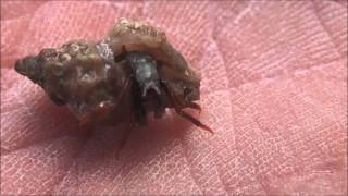 Rare hermit crab returns to Cornwall  Clibanarius erythropus [upl. by Shalne]