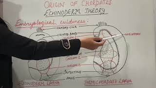 Origin of Chordates Part1 Echinoderm theory  Zoology BScMSc [upl. by Nnahaid93]