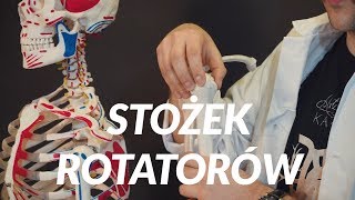 💀☕ Stożek rotatorów  pierścień rotatorów  anatomia  Anatomia Przy Kawie 10 [upl. by Artened323]