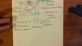 Receptor Desensitization Part 2 [upl. by Noryd]