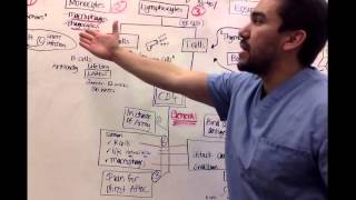 Immunology for nursing students Part 2 [upl. by Rainger]