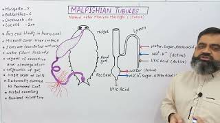 Malpighian Tubules UrduHindi Medium profmasoodfuzailexcretionininsects excretionincockroach [upl. by Daniel]