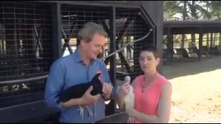 P Allen Smith and The Chicken Chick at his Garden Home Poultry Workshop [upl. by Metcalf846]