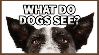 The Unknown Truth About Dog Vision [upl. by Ahse]