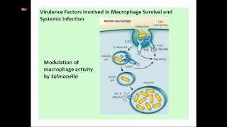 Slmonella infection and disease [upl. by Gay]