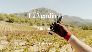 LA VENDIMIA DOP 2024 [upl. by Aimac788]