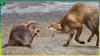 15 Insane Beaver amp Capybara Battles That Will Leave You in Awe [upl. by Ettennad]