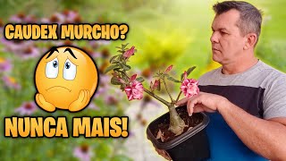 ✅ Aprenda resolver de uma vez por todas o CAUDEX MURCHO da sua ROSA DO DESERTO [upl. by Ingeborg]