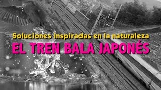 Biomimética El tren bala japonés [upl. by Kape375]