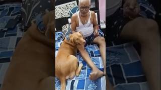 ❤️❤️Pure love 💕😘shortsvideo doglover youtubeshorts Poonamsharma25680 browny [upl. by Trimmer]