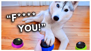 Dog Tries Talking Buttons and Uses Them to SWEAR [upl. by Ahsemik]