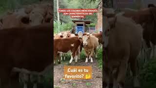 PIGMENTACIÓN simmental ganaderos bovinos toros vacas becerros vacuno fleckvieh ganaderia [upl. by Shimberg]