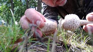 Green Spored Lepiota Mushroom Identification [upl. by Adnalro348]