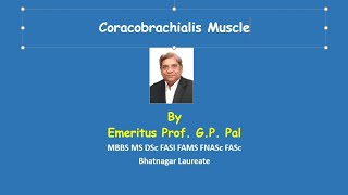 3 Coracobrachialis muscle [upl. by Annaira56]