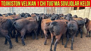 ☎️337334343 TOJIKISTON BOGOZ SOVLIQLARI ARZONLADI BUNAQASI KAM KELADI [upl. by Redmer]