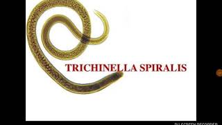 Trichinella spiralis [upl. by Orlosky]