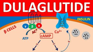 Dulaglutide  Mechanism side effects precautions amp uses [upl. by Chesnut]