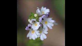 Eyebright Euphrasia  Eye Fatigue Clearing Sinuses Eustachian Tubes Vertigo Inflammation [upl. by Ahsenyt]