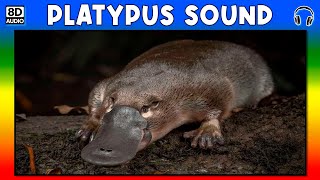 🐾 PLATYPUS SOUND  PLATYPUS SOUND EFFECT  SOUND OF PLATYPUS  NOISE OF PLATYPUS [upl. by Navi106]