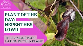 Nepenthes lowii the poop eating pitcher plant [upl. by Doughty]