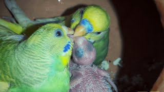 10 Minutes Budgies Hilarious Activities Fighting Each Others amp Playing  budgies parrot [upl. by Brooks515]