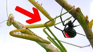 Deadly Spider Vs Giant Praying Mantis Part 1 Educational Spider Study [upl. by Cassiani]