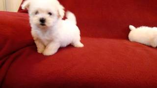 PUI DE BICHON MALTESE 0725758099 [upl. by Mathian]