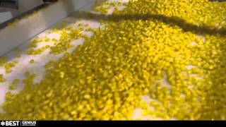 Corn sorting machine Genius  TOMRA Sorting [upl. by Hanid]