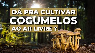 Dá pra cultivar cogumelos ao ar livre [upl. by Dinsdale]