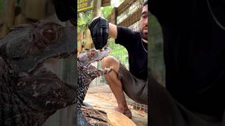 Training Crocodilian  Dwarf Caiman reptiles [upl. by Anyr45]