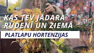 Platlapu hortenzijas  ko TAGAD darīt uz ziemu [upl. by Laehpar933]