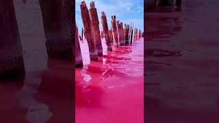 Bright pink Lake Hillier in Australia pink shorts [upl. by Loginov169]