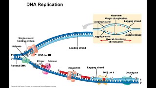 Events of DNA replication and Post Replicative Change [upl. by Baker]