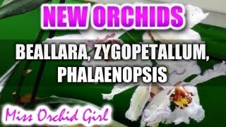 New Orchids  Beallara Zygopetalum Miltoniopsis Phal Schilleriana [upl. by Leamsi]