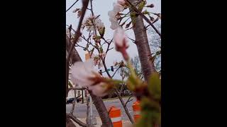 Cherry Blossom at Downtown Macon Georgia [upl. by Na336]