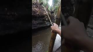 sungai bedok sleman utara 2024 mancing fishing sleman [upl. by Rheta]