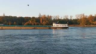 Binnenschifffahrt Inland Shipping Binnenvaart GMS Samary 🇳🇱 [upl. by Mirna234]